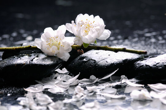 Spa still life of zen stones with drops and blooming twig of plum ,cherry with petals  