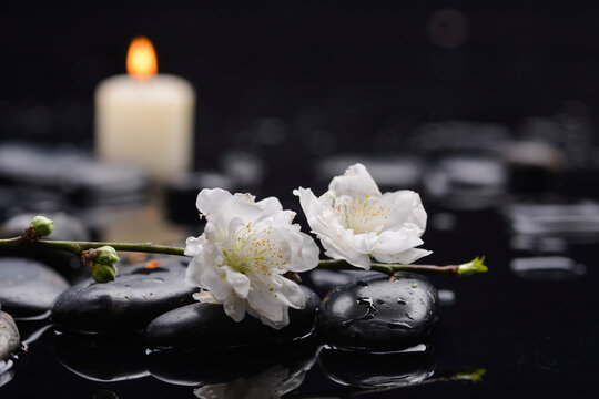 Spa still life of zen stones ,candle with drops and blooming twig of plum ,cherry with petals