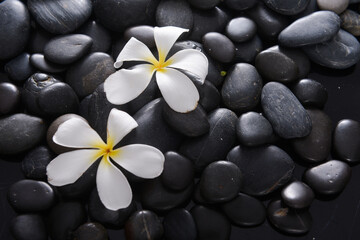 Two white plumeria flowers on the black stone background . Relax and spa treatment symbol - 580549671