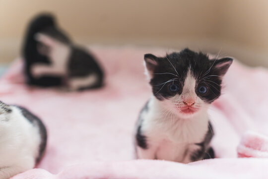 Isolated black and white newborn kitten looking into the camera. High quality photo