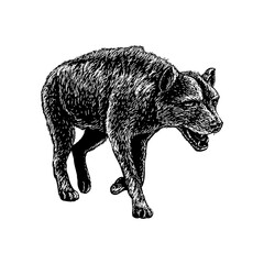 Dinocrocuta hand drawing vector isolated on background.