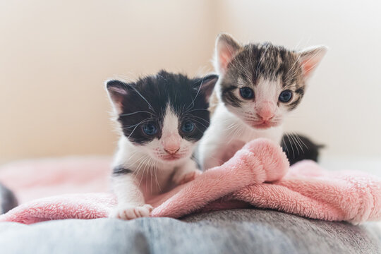 Front view of two newborn kittens with white muzzle looking into the camera. High quality photo