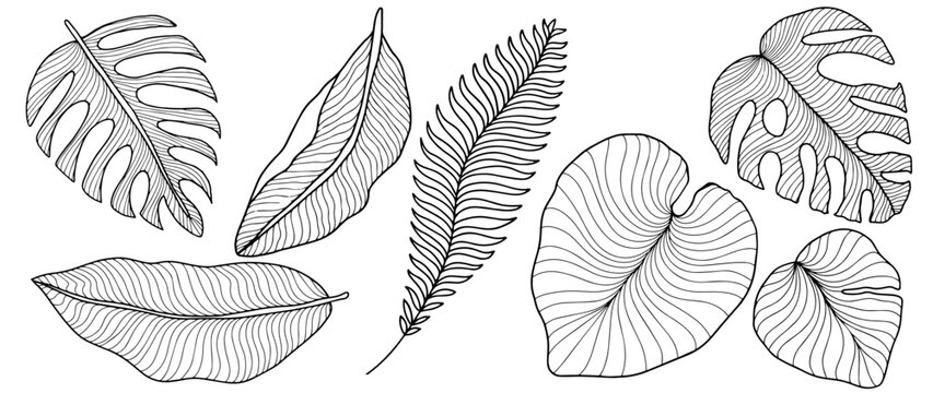 Vector tropical black and white illustration with palm leaves, fern, monstera leaves, banana leaves for coloring pages, backgrounds, covers, decor