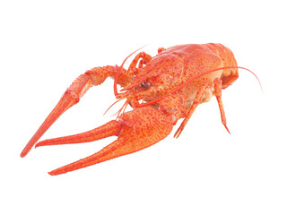 Bolied crayfish isolated on white
