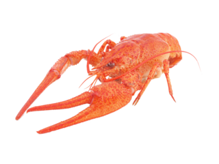 Bolied crayfish isolated on white