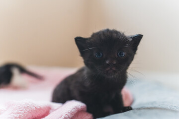 Closeup black newborn kitten with blue eyes looking into the camera. High quality photo