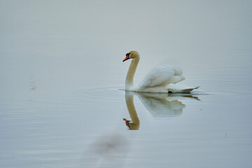 Swan on the water