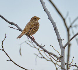 Corn bunting bird
