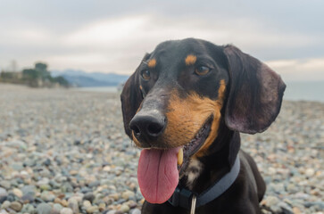 dachshund dog portrait on a pebble beach