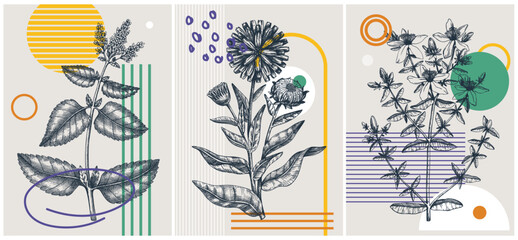Collage-style summer herbs vector illustration. Hand-sketched floral banner set. Trendy design with botanical elements and geometric shapes. Elegant herbs sketch for print, poster, card, and wall art. © sketched-graphics
