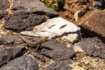 Eidechse auf einer Mauer am Playa de Benijo