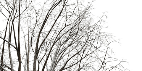 tree branches isolated on white background