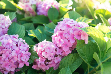 Pink hydrangea bushes in the park. Selective focus on a beautiful bush of blooming flowers and green leaves under sunlight in summer.	