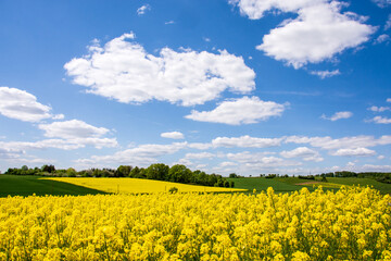 Obraz premium Rapsfeld im Frühling