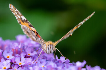 Schmetterling