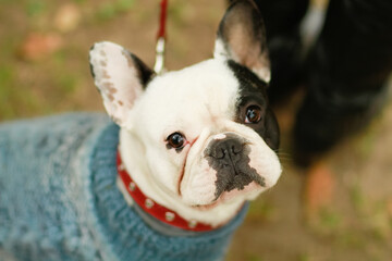 French bulldog portrait with knitted dog sweater in autumn looking up at camera