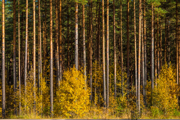 Pine forest tree trunks in autumn with yellow leafs, vertical abstract lines