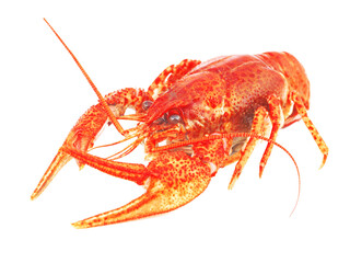 Bolied crayfish isolated on white