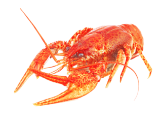 Bolied crayfish isolated on white