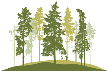 Spring season, silhouette of spruce trees, pines. Beautiful nature, woodland. Vector illustration