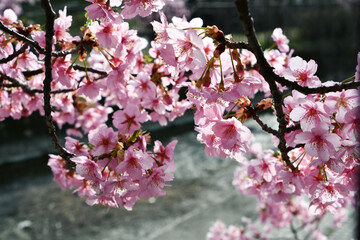 京都 淀水路の河津桜　Kawazu cherry blossoms in Yodo Suido, Kyoto
