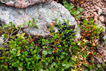 Green shrub empetrum  with black berries on a large stone in summer on the Kola peninsula in the tundra. Murmansk Region,  .Russia