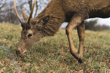 closeup shot of a fallow deer eating the grass in Wollaton Hall and Deer Park. High quality photo