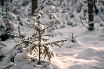 Winter background, close up of frosted pine branch on a snowing day with copy space