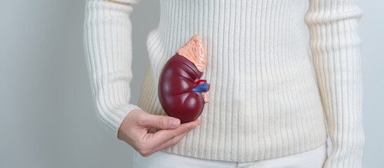 woman holding Anatomical human kidney Adrenal gland model. disease of Urinary system and Stones,...