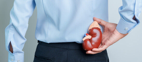 Man holding Anatomical human kidney Adrenal gland model. disease of Urinary system and Stones,...