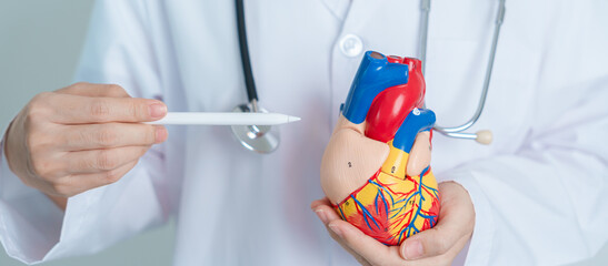 Doctor holding human Heart model. Cardiovascular Diseases, Atherosclerosis, Hypertensive Heart, Valvular Heart, Aortopulmonary window, world Heart day and health concept