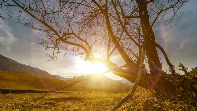 4K UHD time lapse of death tree and drought disaster, dry yellow grass and soil at mountian landscape with clouds and sun rays. Climate change, global warming and ecology problem concept. Horizontal