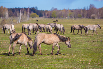 Big herd of wild mustang horses roaming the free fields