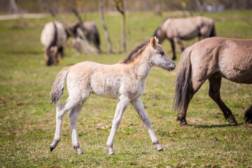 Obraz na płótnie Canvas Young wild mustang horse foaling next to mom