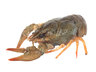 Crayfish isolated 