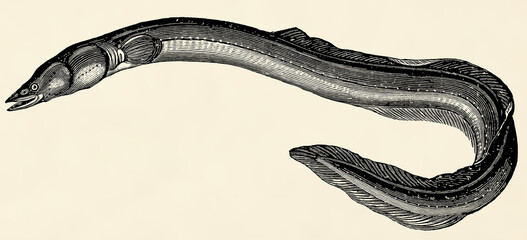 The freshwater fish - European eel (Anguilla anguilla). Antique stylized illustration. - obrazy, fototapety, plakaty