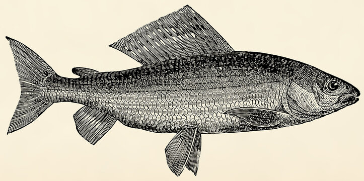 The freshwater fish - grayling (Thymallus vulgaris). Antique stylized illustration.