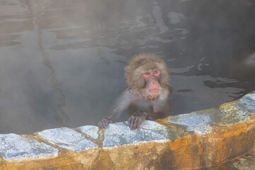 猿の入浴