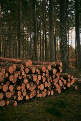 Tree logs in the forest. Stack of chopped woods stack