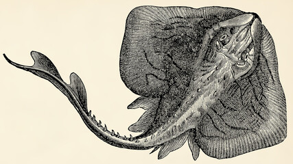 The fish -  thornback ray (Raja clavata). Antique stylized illustration. - obrazy, fototapety, plakaty
