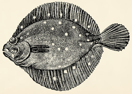 The fish -  European flounder (Platichthys flesus). Antique stylized illustration.