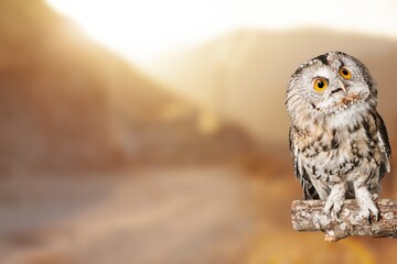 Wild brown owl looking and sitting on natural branch