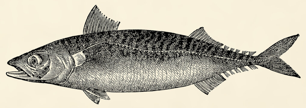The fish -  Atlantic mackerel (Scomber scombrus). Antique stylized illustration.