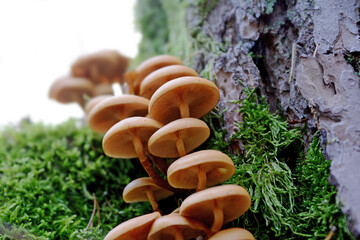 Collection of little mica-sparrow mushroom on a tree stump with moss
