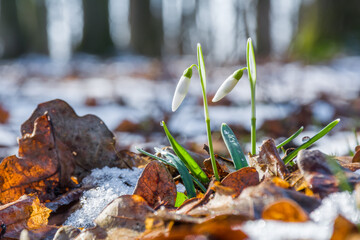 Beautiful early spring flowers of white snowdrops grow in the forest among fallen leaves and snow