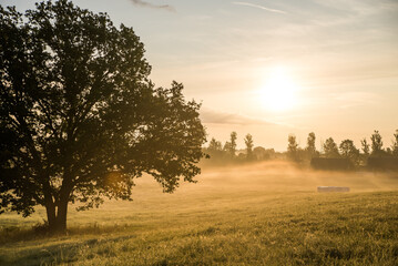Fototapeta na wymiar sunrise in the field with oak tree
