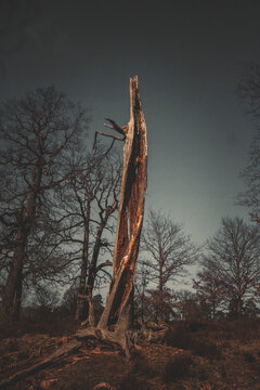 Dead tree under sky in forest