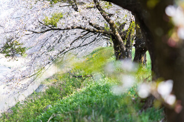 春の川辺に咲く満開の桜