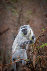 Obraz premium Vervet monkey in Southern Africa