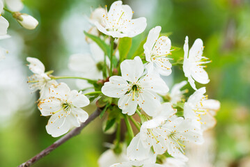 White cherry tree flowers blooming in the garden.